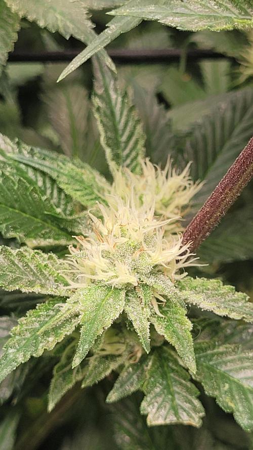 Zurple punch BX CaloZ cut. Week 9