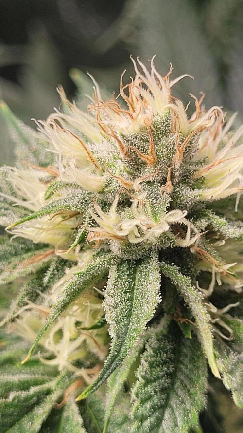 Zurple punch BX CaloZ cut. Week 9