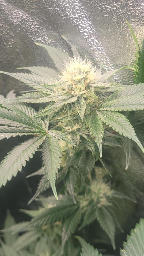 Zurple punch BX CaloZ cut. Week 9