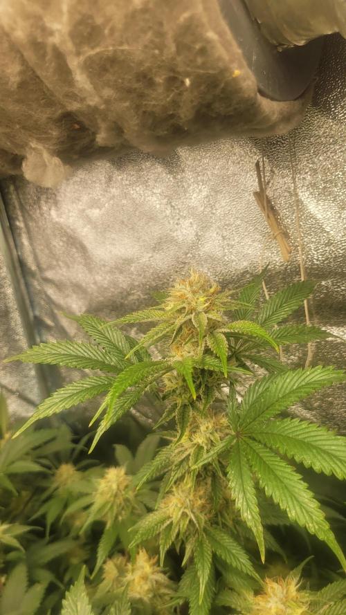 Zurple punch BX CaloZ cut. Week 9