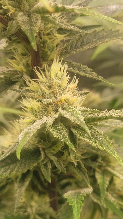 Zurple punch BX CaloZ cut. Week 9