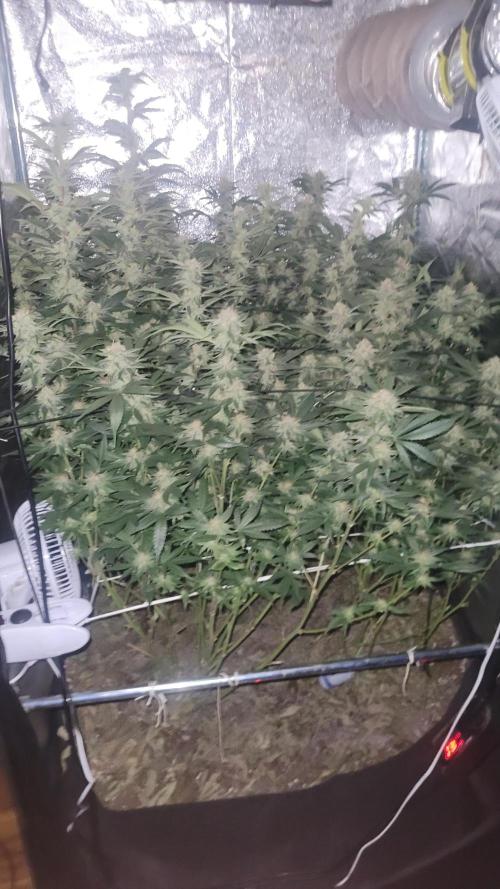 Zurple punch BX CaloZ cut. Week 9