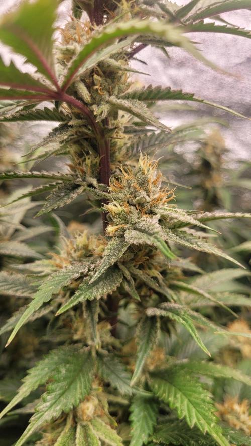 Zurple punch BX CaloZ cut. Week 10