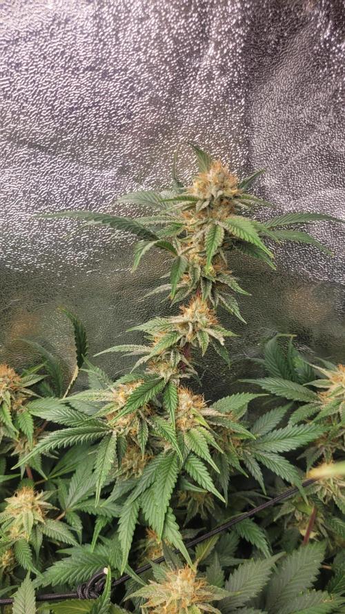 Zurple punch BX CaloZ cut. Week 10