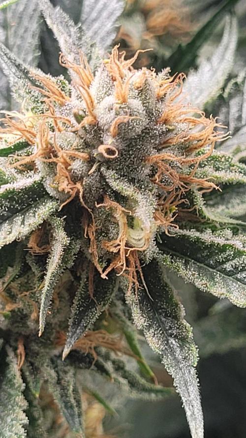 Zurple punch BX CaloZ cut. Week 10