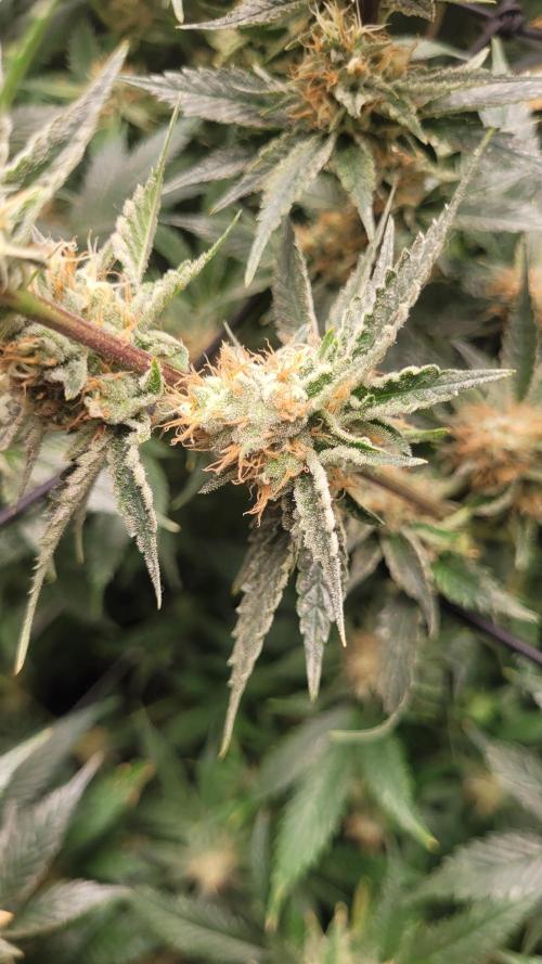 Zurple punch BX CaloZ cut. Week 10