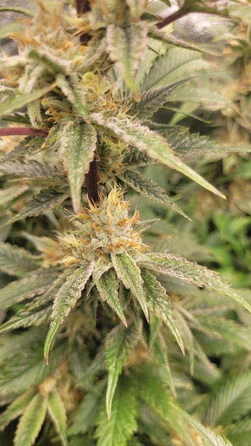 Zurple punch BX CaloZ cut. Week 10