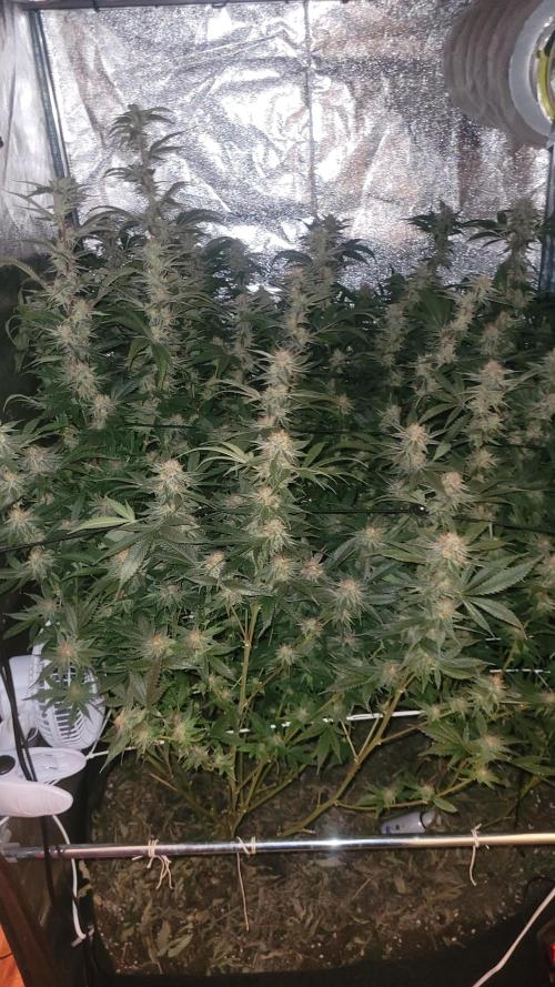 Zurple punch BX CaloZ cut. Week 10