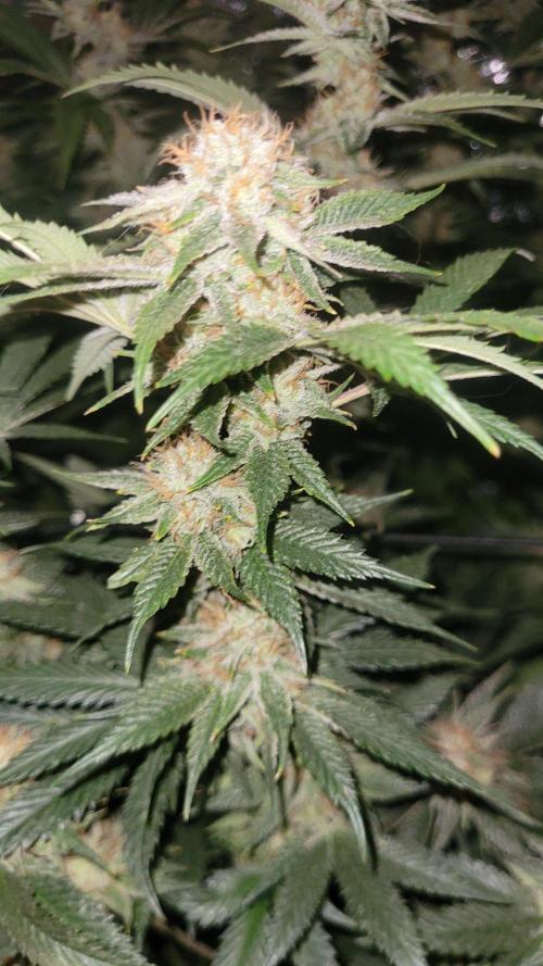 Zurple punch BX CaloZ cut. Week 10