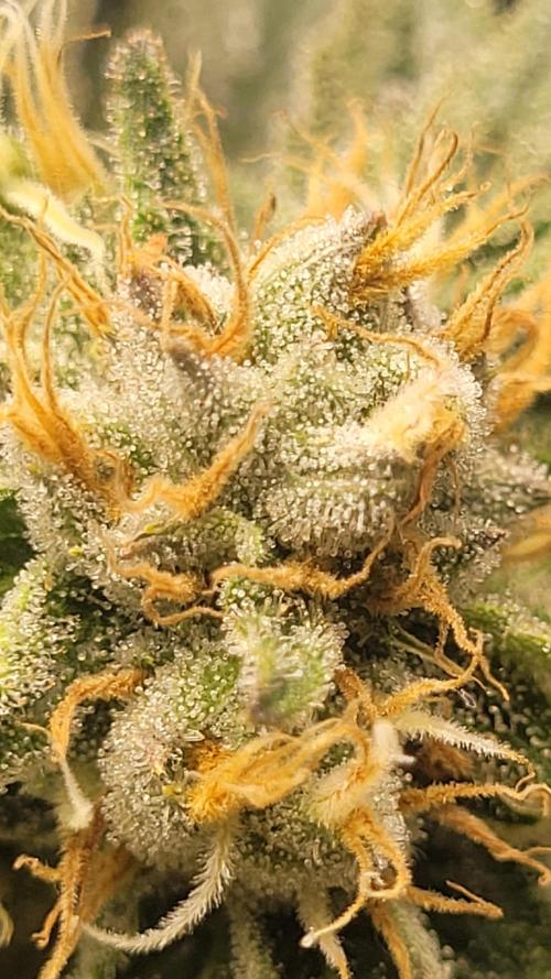 Zurple punch BX CaloZ cut. Week 10