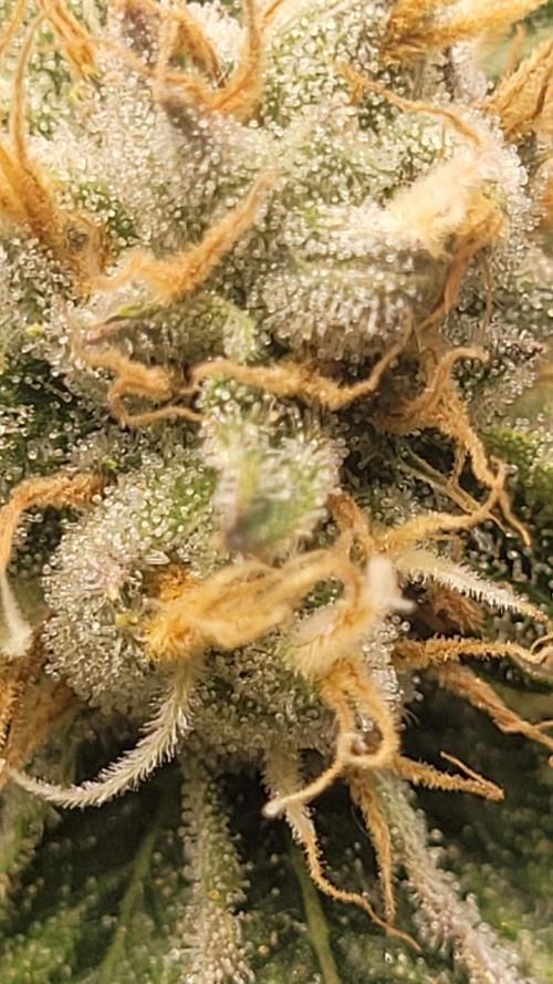 Zurple punch BX CaloZ cut. Week 10