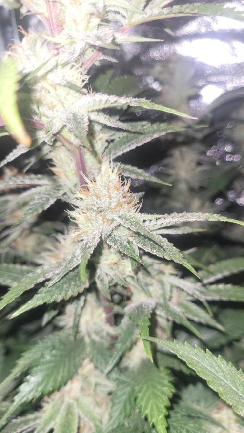 Zurple punch BX CaloZ cut. Week 10