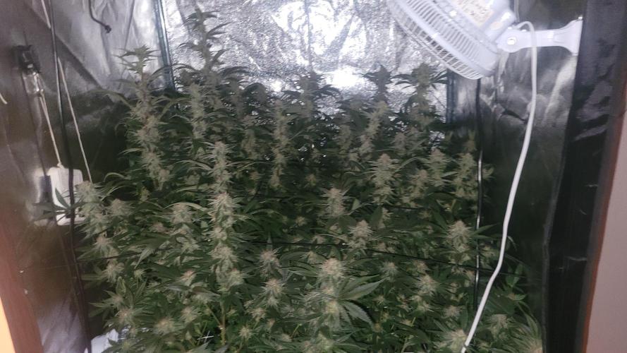 Zurple punch BX CaloZ cut. Week 10