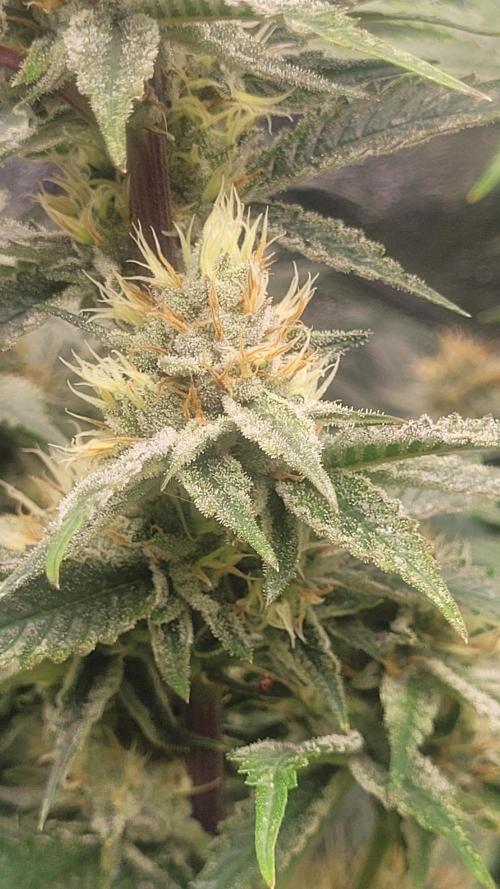 Zurple punch BX CaloZ cut. Week 10