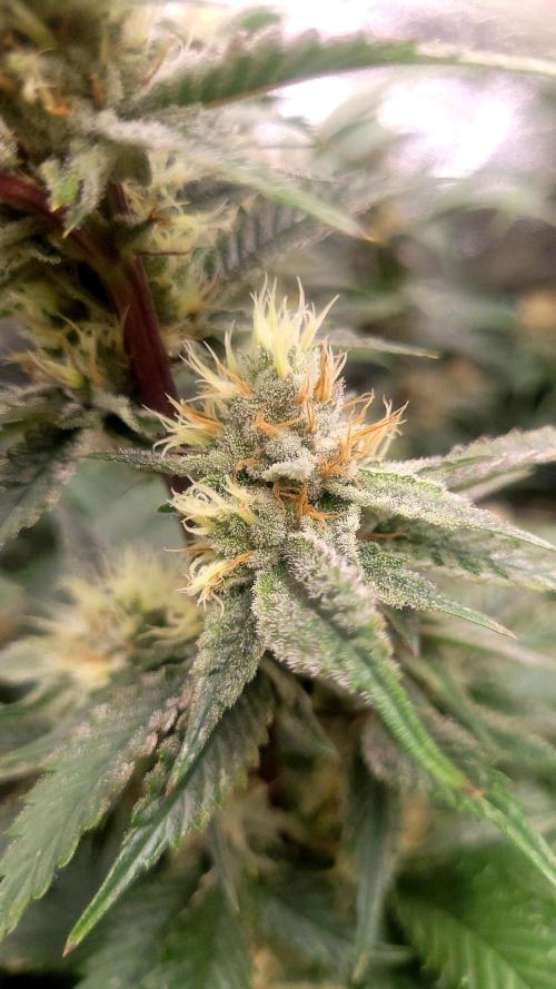 Zurple punch BX CaloZ cut. Week 10