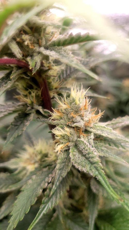 Zurple punch BX CaloZ cut. Week 10