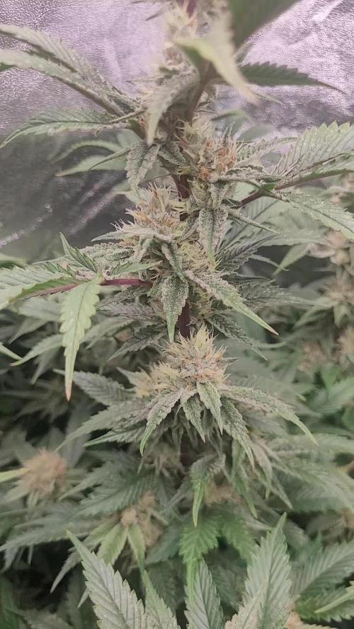 Zurple punch BX CaloZ cut