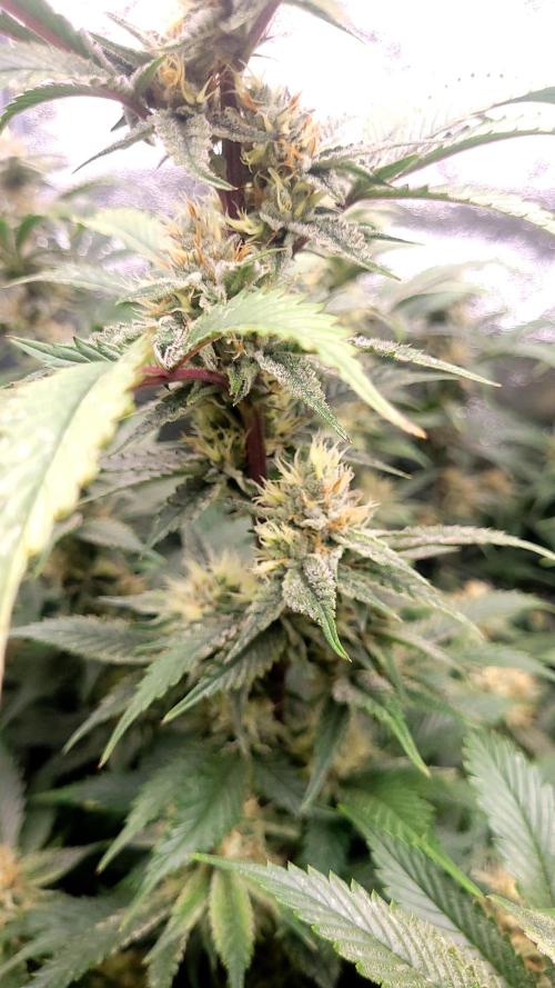 Zurple punch BX CaloZ cut. Week 10