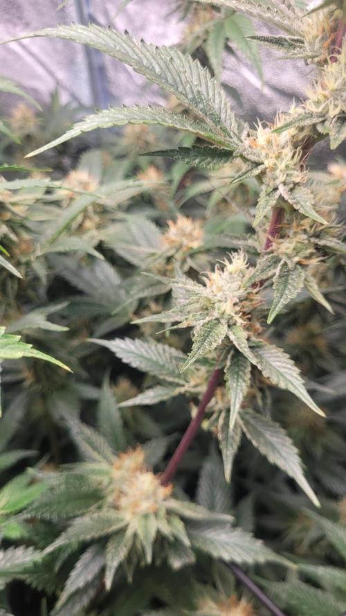 Zurple punch BX CaloZ cut. Week 10