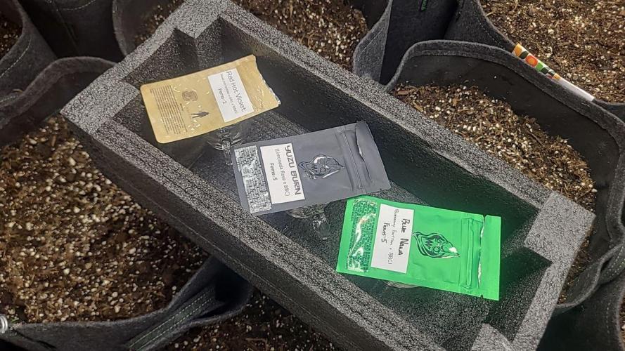 Selection from Robin hood & square one. Week 0