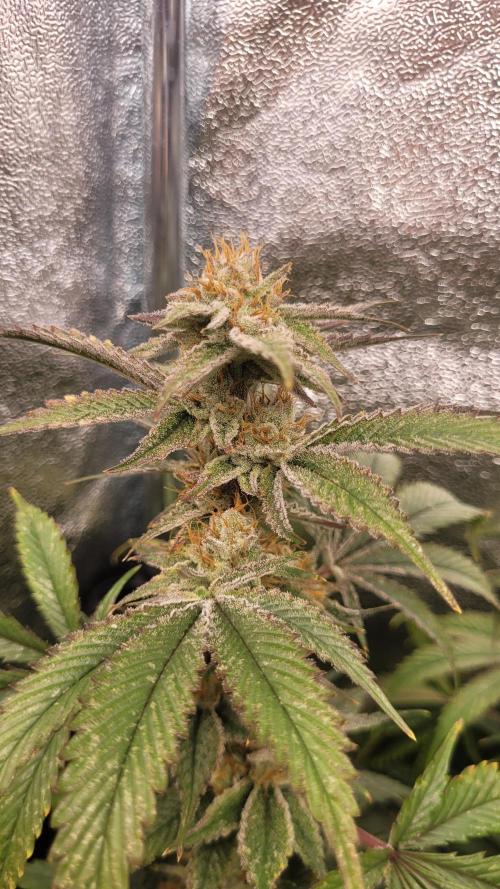 Zurple punch BX CaloZ cut. Week 11