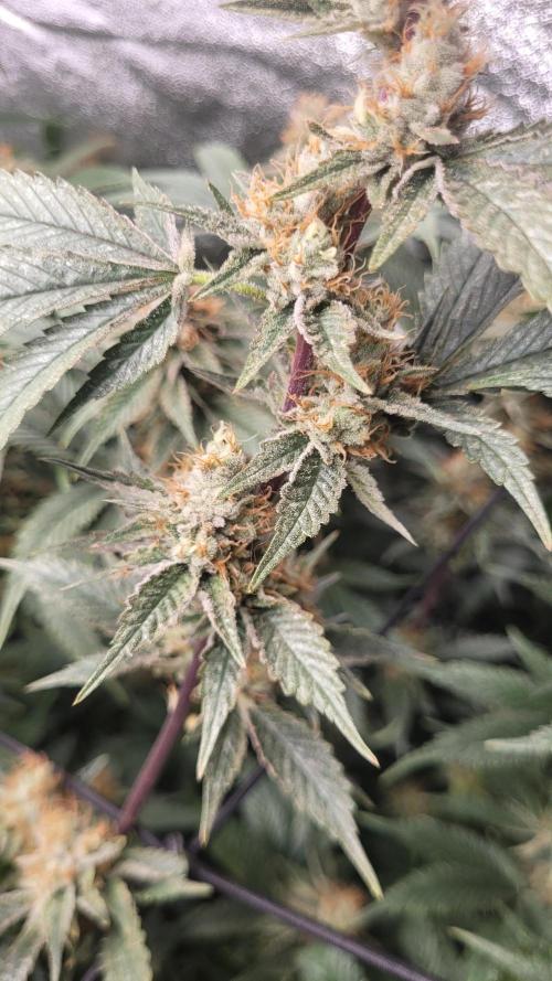 Zurple punch BX CaloZ cut. Week 11