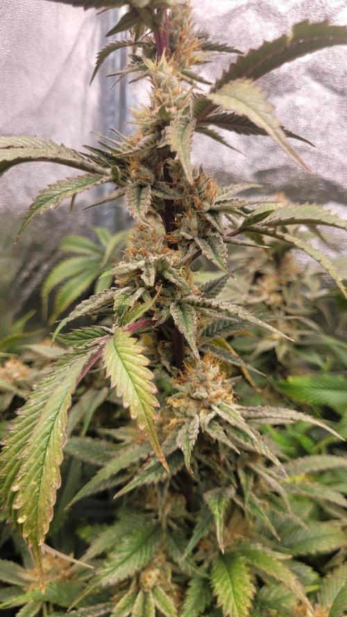 Zurple punch BX CaloZ cut. Week 11