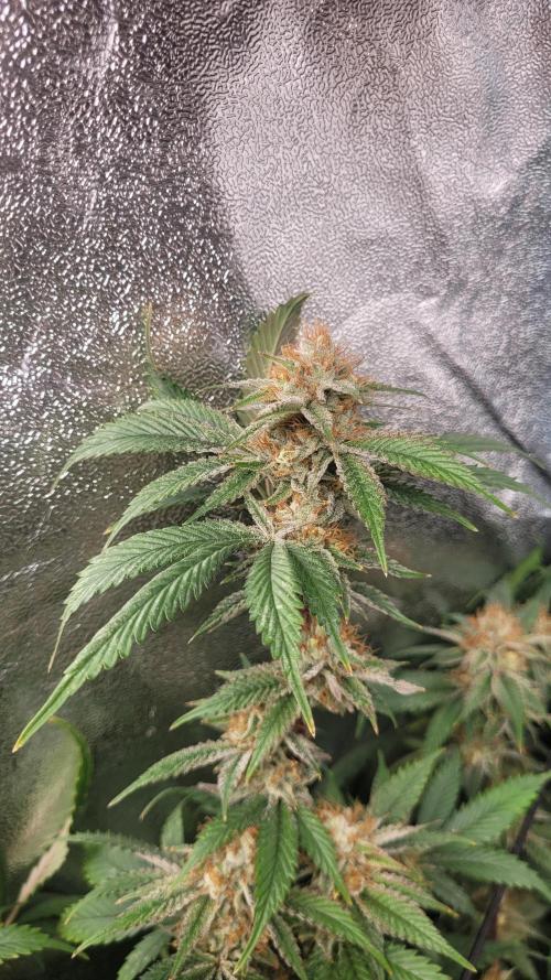 Zurple punch BX CaloZ cut. Week 11