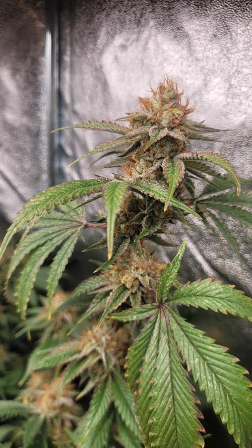 Zurple punch BX CaloZ cut. Week 11