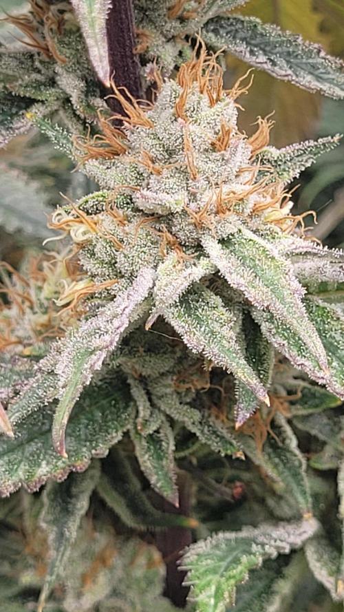 Zurple punch BX CaloZ cut. Week 11