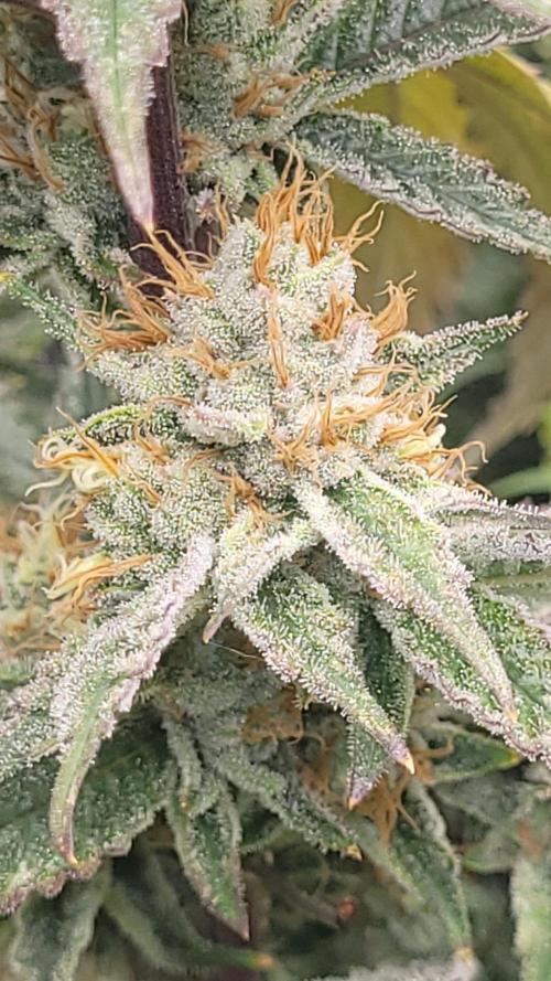 Zurple punch BX CaloZ cut. Week 11