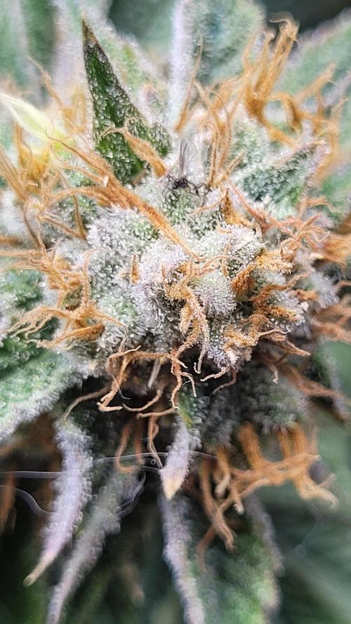 Zurple punch BX CaloZ cut. Week 11