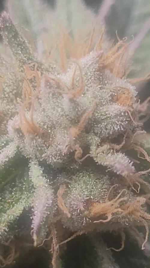 Zurple punch BX CaloZ cut