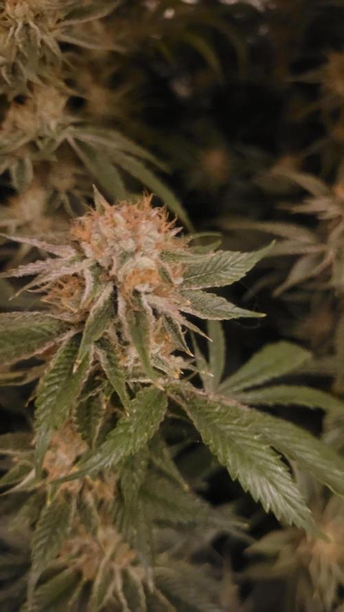 Zurple punch BX CaloZ cut. Week 11