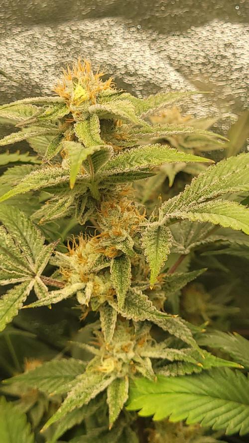 Zurple punch BX CaloZ cut. Week 11