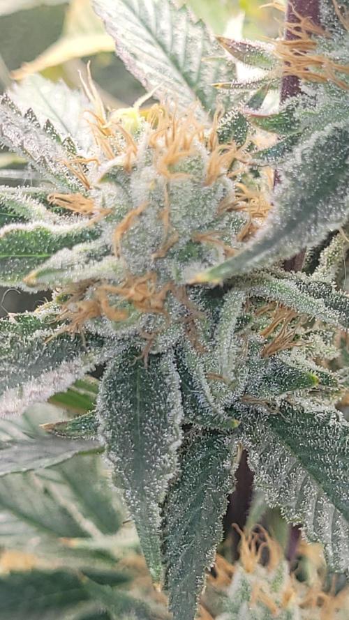 Zurple punch BX CaloZ cut. Week 11