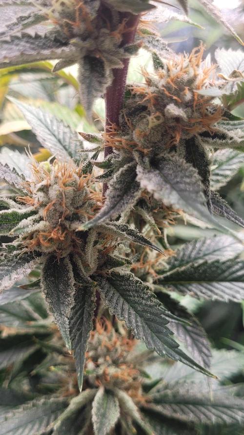 Zurple punch BX CaloZ cut. Week 11