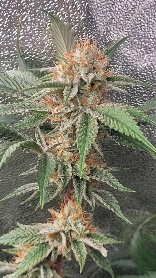 Zurple punch BX CaloZ cut. Week 11