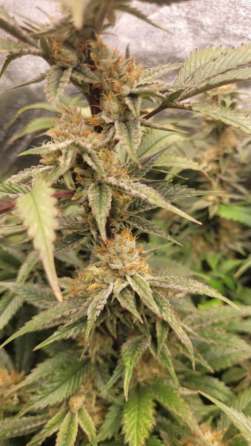 Zurple punch BX CaloZ cut. Week 11