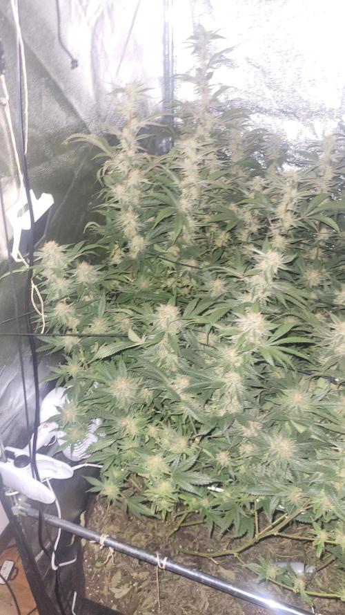 Zurple punch BX CaloZ cut. Week 11