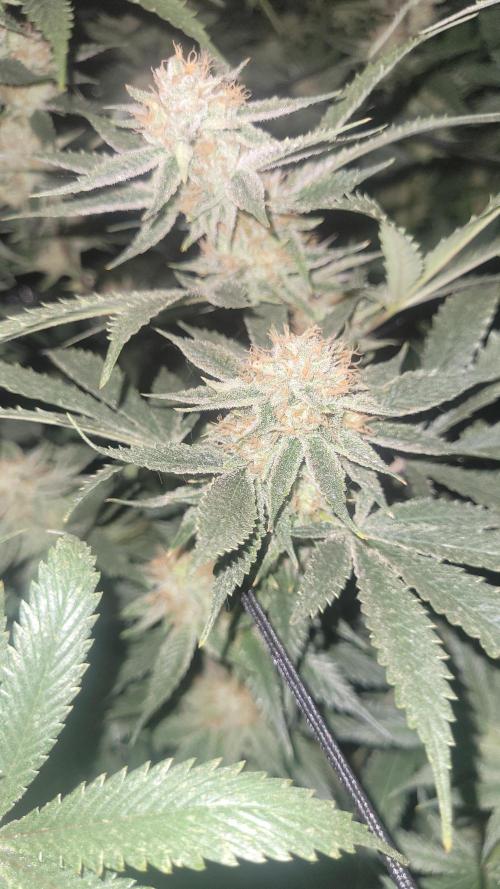 Zurple punch BX CaloZ cut. Week 11