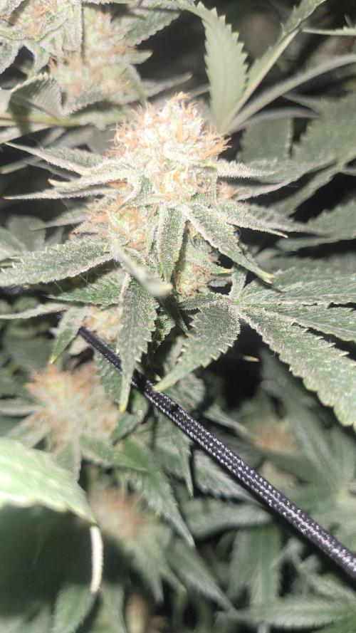 Zurple punch BX CaloZ cut. Week 11