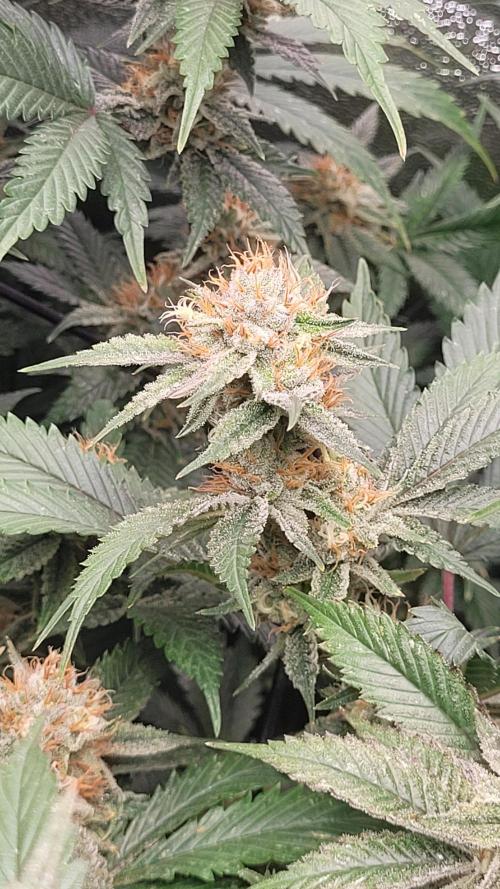 Zurple punch BX CaloZ cut. Week 11