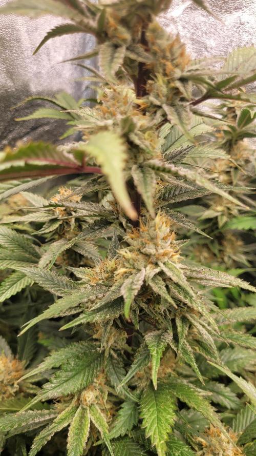 Zurple punch BX CaloZ cut. Week 11