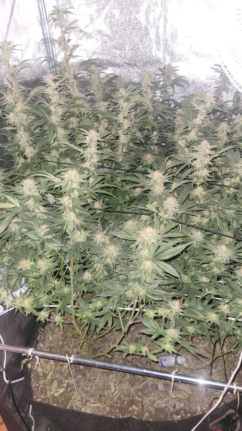 Zurple punch BX CaloZ cut. Week 11