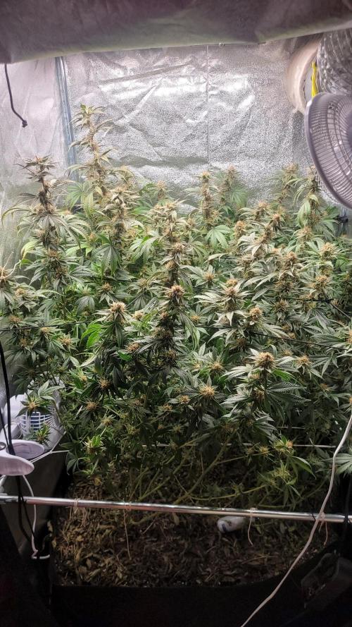 Zurple punch BX CaloZ cut. Week 11