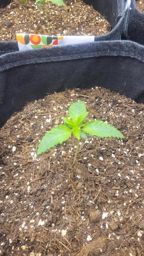 Selection from Robin hood & square one. Week 1