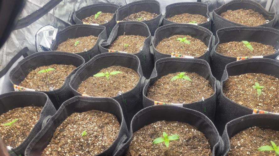 Selection from Robin hood & square one. Week 1