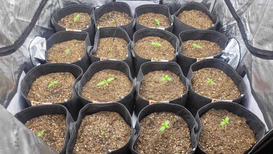 Selection from Robin hood & square one. Week 1