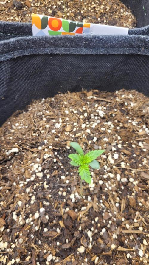 Selection from Robin hood & square one. Week 1